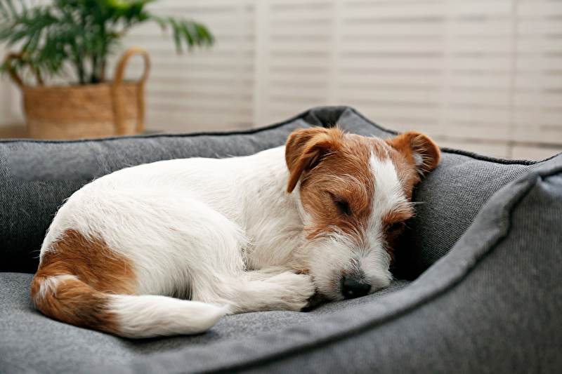 House of Dogs Hundepension