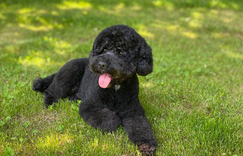 House of Dogs Tagesbetreuung